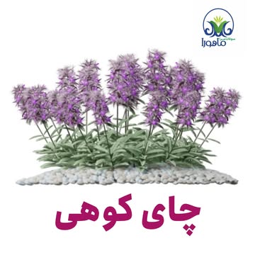 چای کوهی