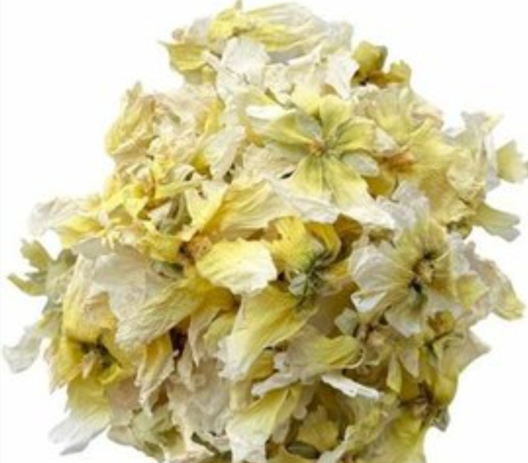 گل ختمی